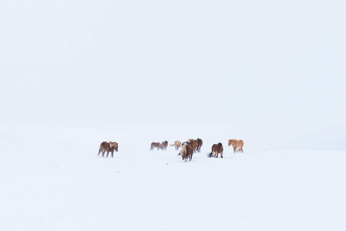 road trip hivernal en islande chevaux islandais